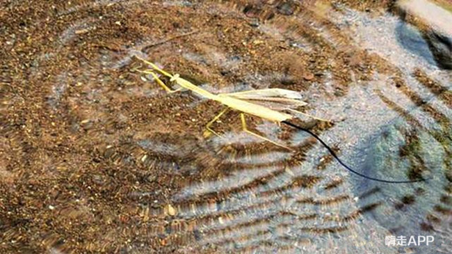 螳螂肚子里为什么都是虫子,螳螂的肚子破了流出来黄色的东西