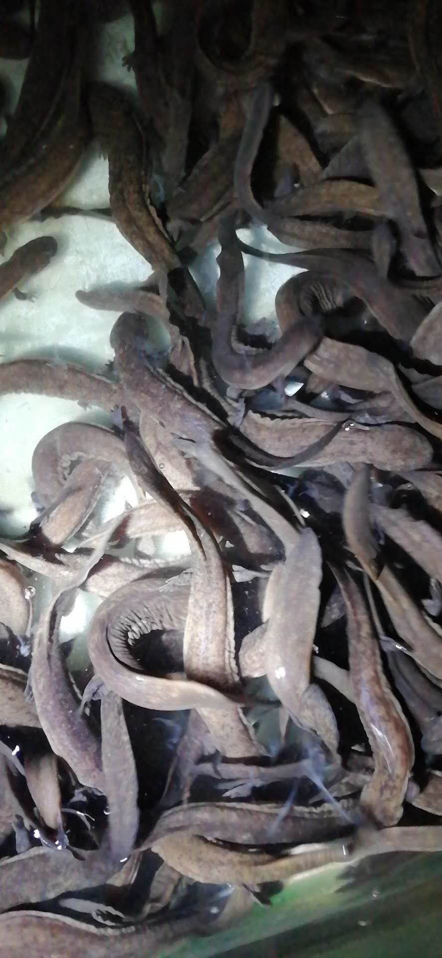 稀有淡水鱼苗批发,活水养殖娃娃鱼视频