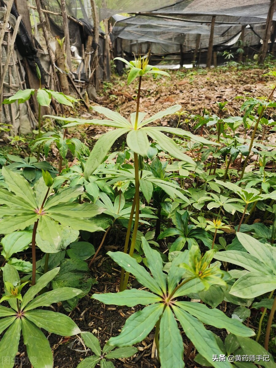 泡毒蛇的祛风中药,治疗十种毒蛇咬伤的应急草药图片
