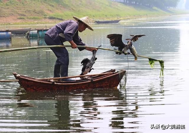 浍沟镇鸬鹚文化节,灵璧鸬鹚捕鱼节