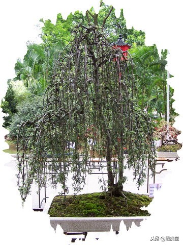 丛林式盆景欣赏,盆景欣赏及制作