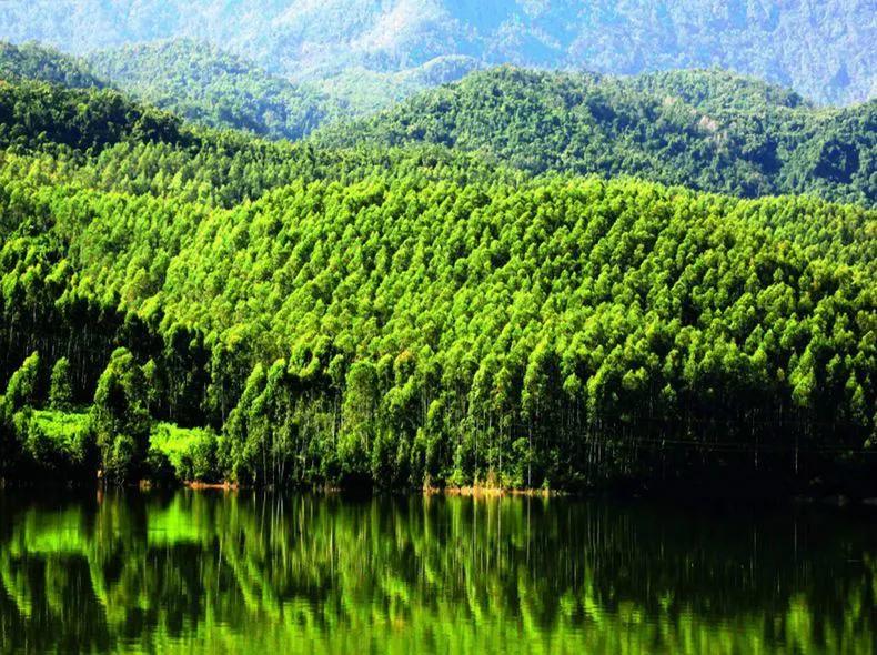 桉树未来10年的发展趋势,桉树未来几年还可以种吗