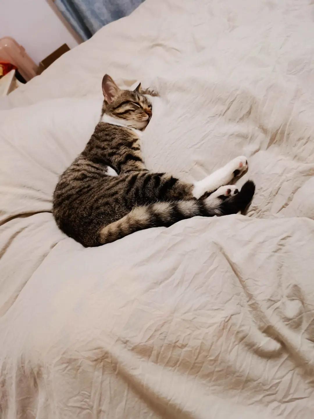 10年前捡回的猫变成的人,8年前从垃圾堆里捡的猫