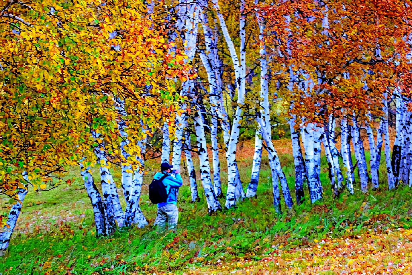 秋季最美的白桦林风景,坝上草原白桦林秋色图片