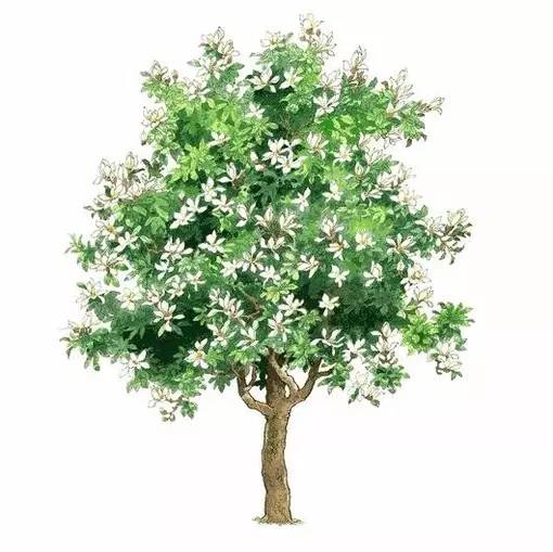 十种不同树叶的画法,五种不同树木的画法简单的