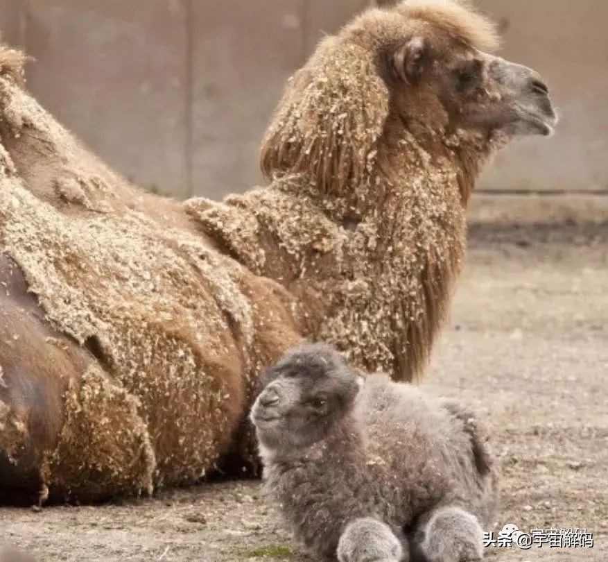 20张动物照片,宝宝萌照动物图片