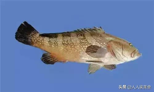 最好的十种石斑鱼,最漂亮的几种石斑鱼