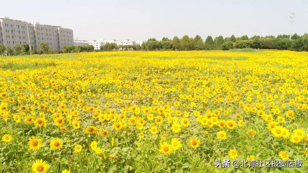 千亩向日葵游玩,百亩向日葵花海免费赏