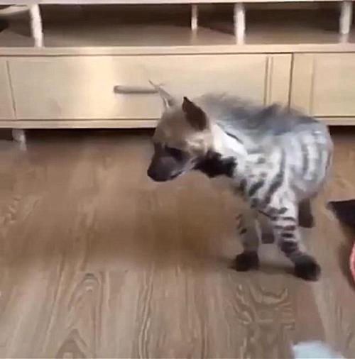 男子花50元买的土狗,800买一只土狗长大后发现错得离谱