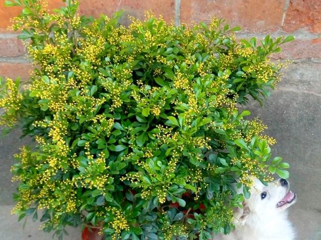 老桩花卉米兰的养殖方法,米兰老桩冬季怎么养护