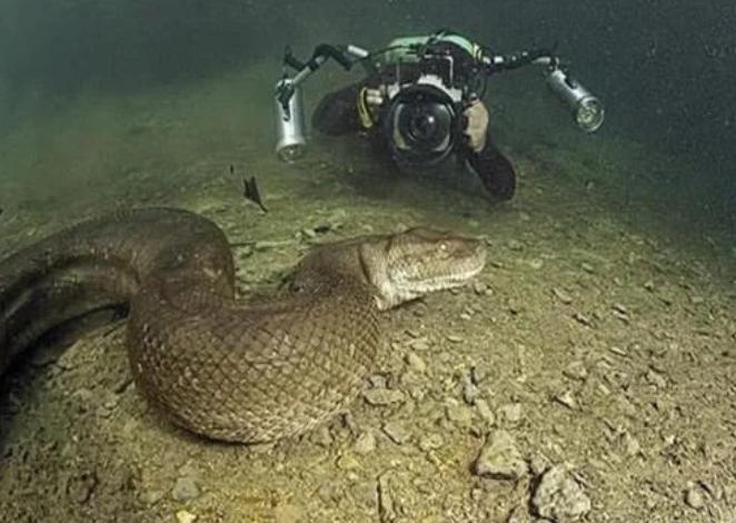 杀伤性最强的动物,伤害力最强的十种动物