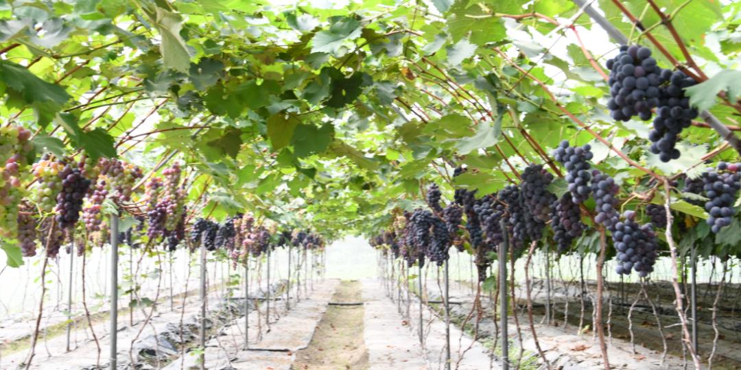 成都新都区军屯镇郭家村,成都新都军屯郭家村