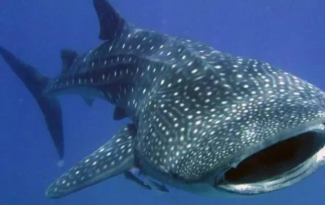 菲律宾马尼拉附近旅游攻略,菲律宾锡亚高岛旅游攻略