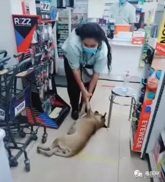 “变性人打狗”泰国热搜？比灾难更可怕的是灾难中现形的人心险恶