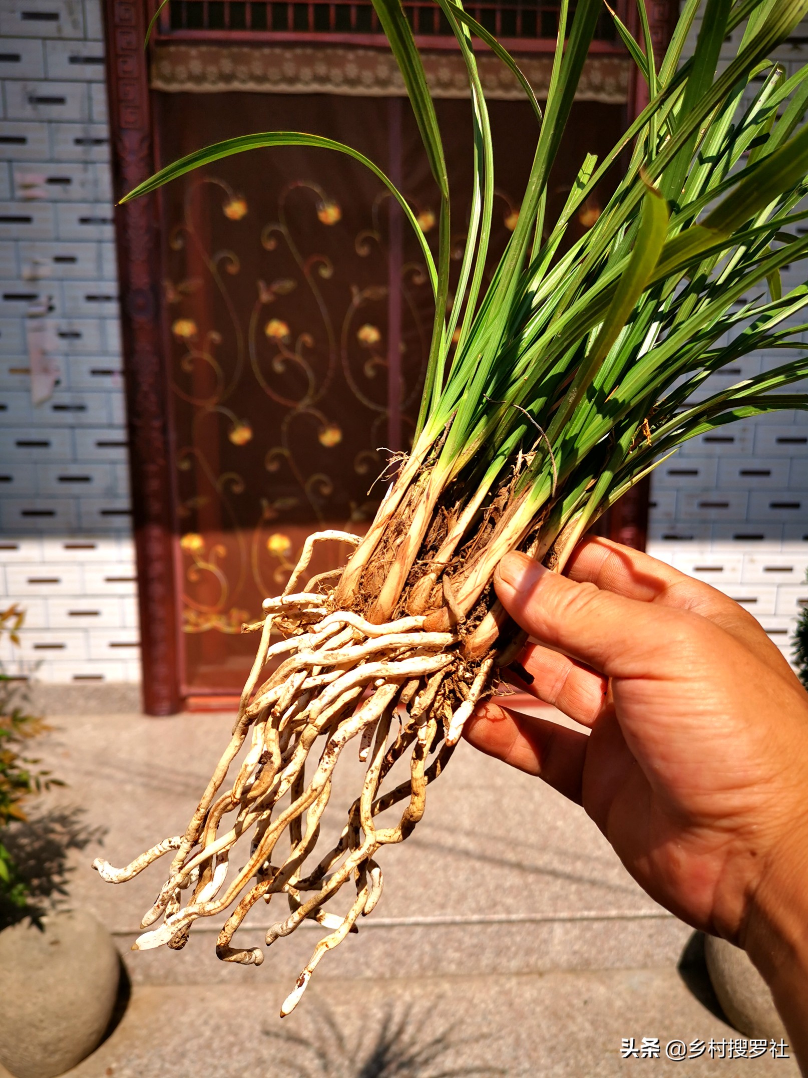 如何施肥让兰花开花快点,兰花长花苞的时候多久施一次肥