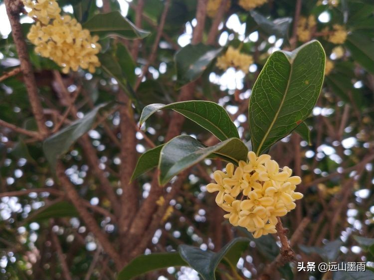 昆明东庄小学好还是盘龙小学好,昆明盘龙区东庄小学图片