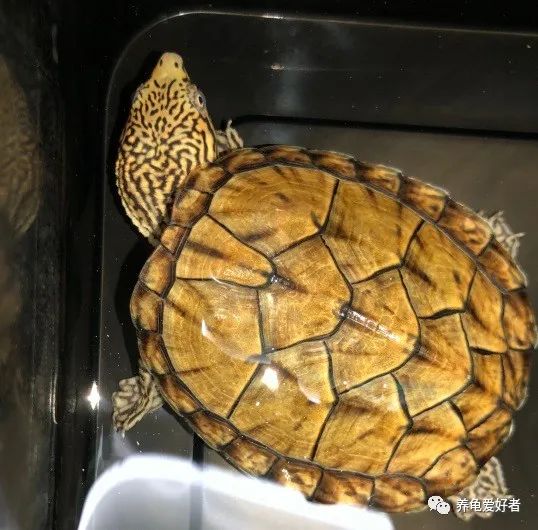 今年值得入手的蛋龟,蛋龟为什么受欢迎