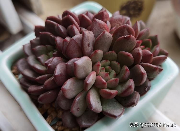 多肉叶片上有疤,多肉叶片有疤是怎么回事