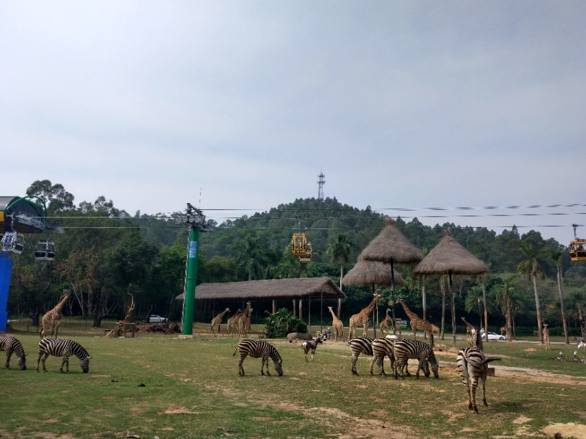 广州番禺区长隆野生动物世界缆车,广州旅游长隆野生动物世界
