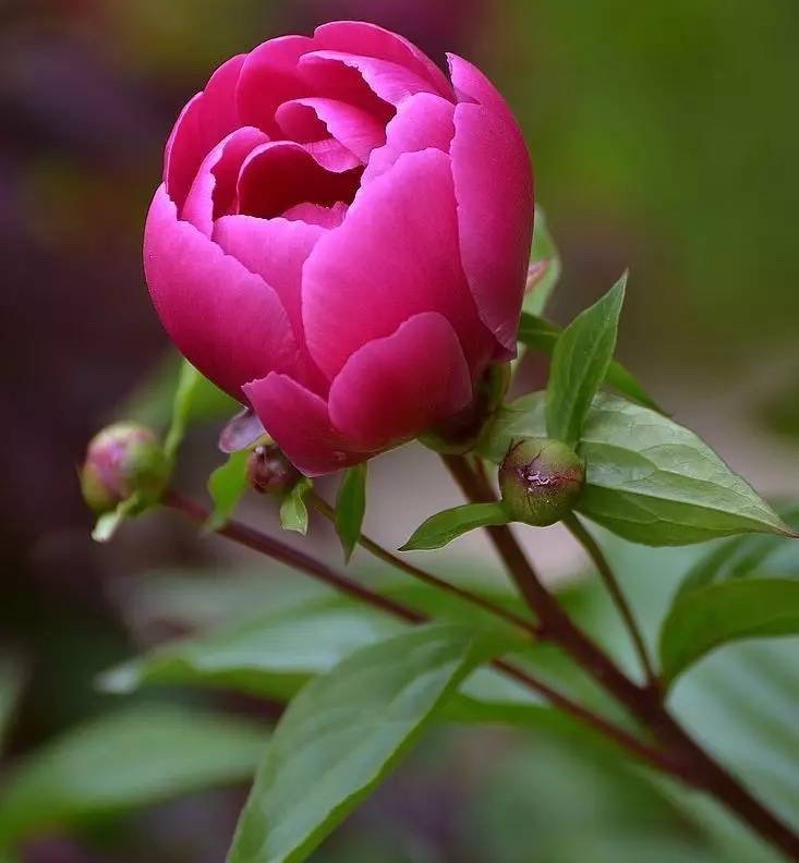 盆栽芍药怎么养用什么肥,盆栽芍药夏天怎么养