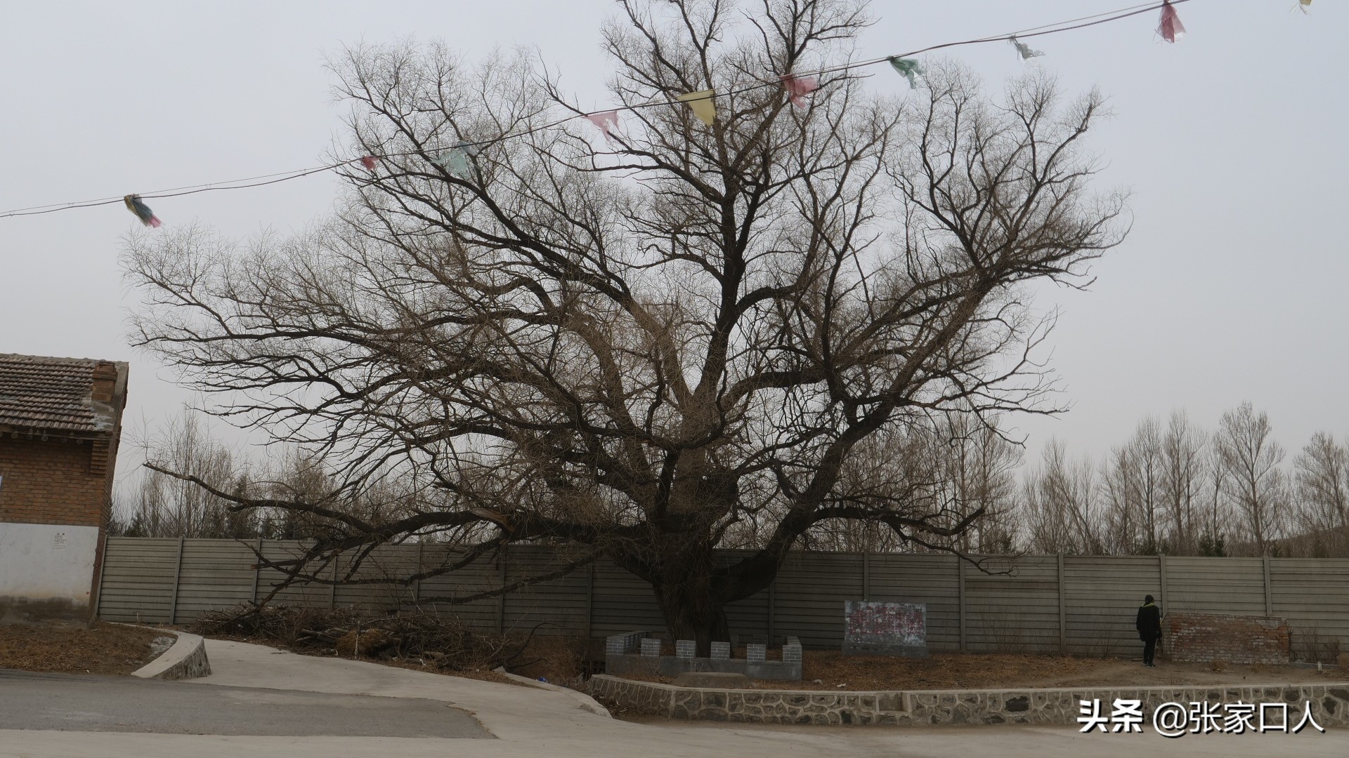 张家口各个县特色美食,张家口各县区的特色美食