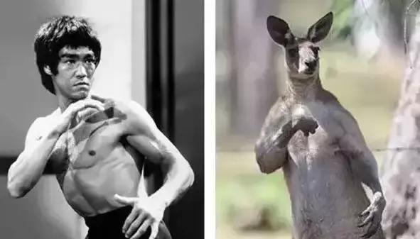 袋鼠和人打架视频,袋鼠为什么喜欢和狗狗打架