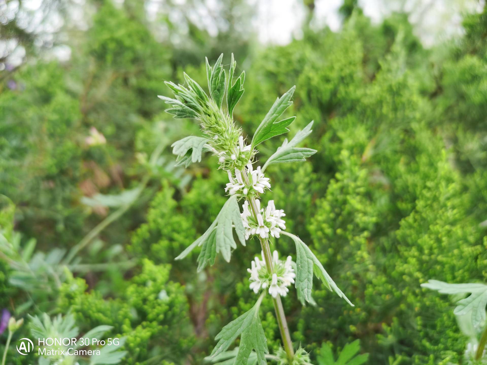 荣耀30pro用一个月的感受,荣耀30pro真实使用感受
