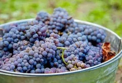 品丽珠赤霞珠,品丽珠代表酒水