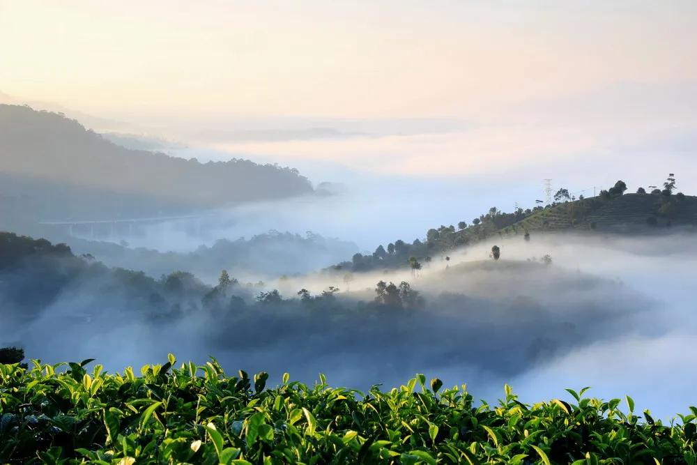 半山的酒店,半山酒店普洱