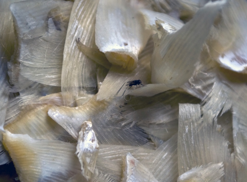 正宗的鱼翅汤,家庭自制鱼翅汤