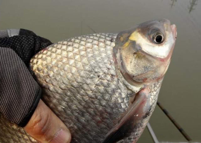 鲜嫩入味的清蒸鱼,肉质紧实的清蒸鱼有哪些