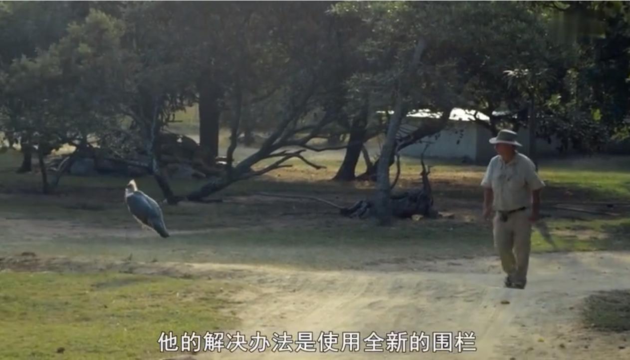 永不服输的蜜獾,曾经有一个保护区饲养了两只,后来怎么样了?