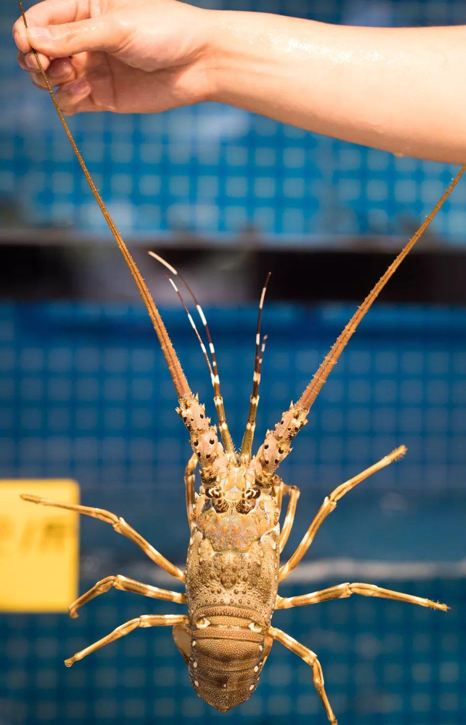 宝安人的顺德饭堂,生蚝用木桶蒸,还加黑松露