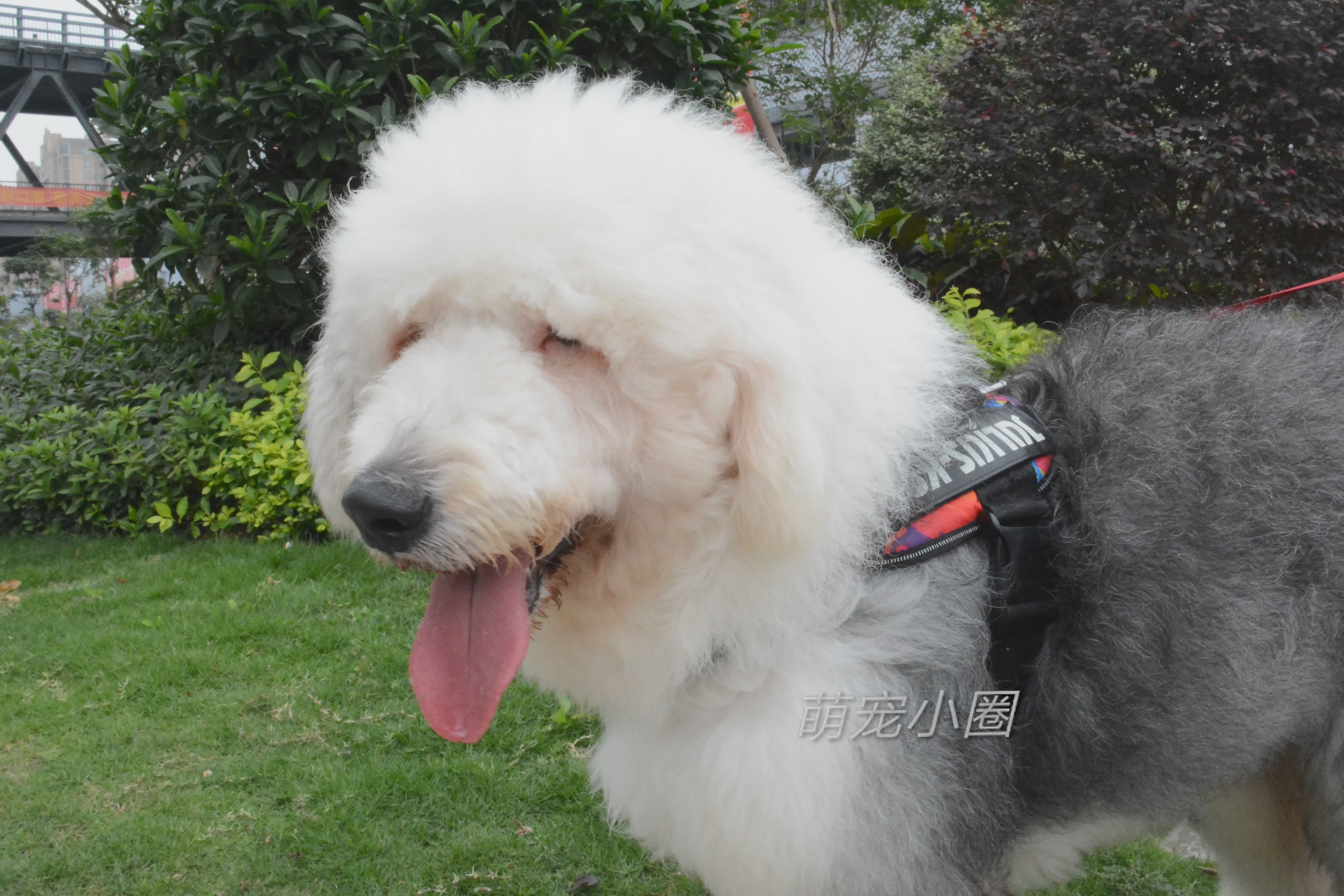 狗摇尾巴时，很多人就以为是开心，宠物专家告诉你，其实另有含义