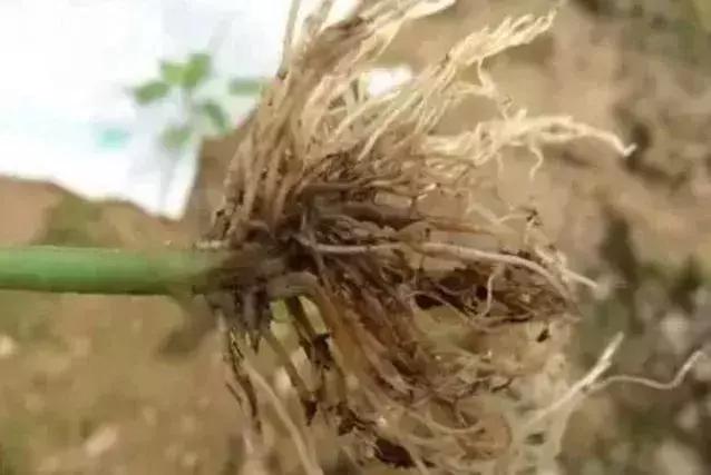 高温天气棚室管理方案,低温寡照天气如何增强光合作用