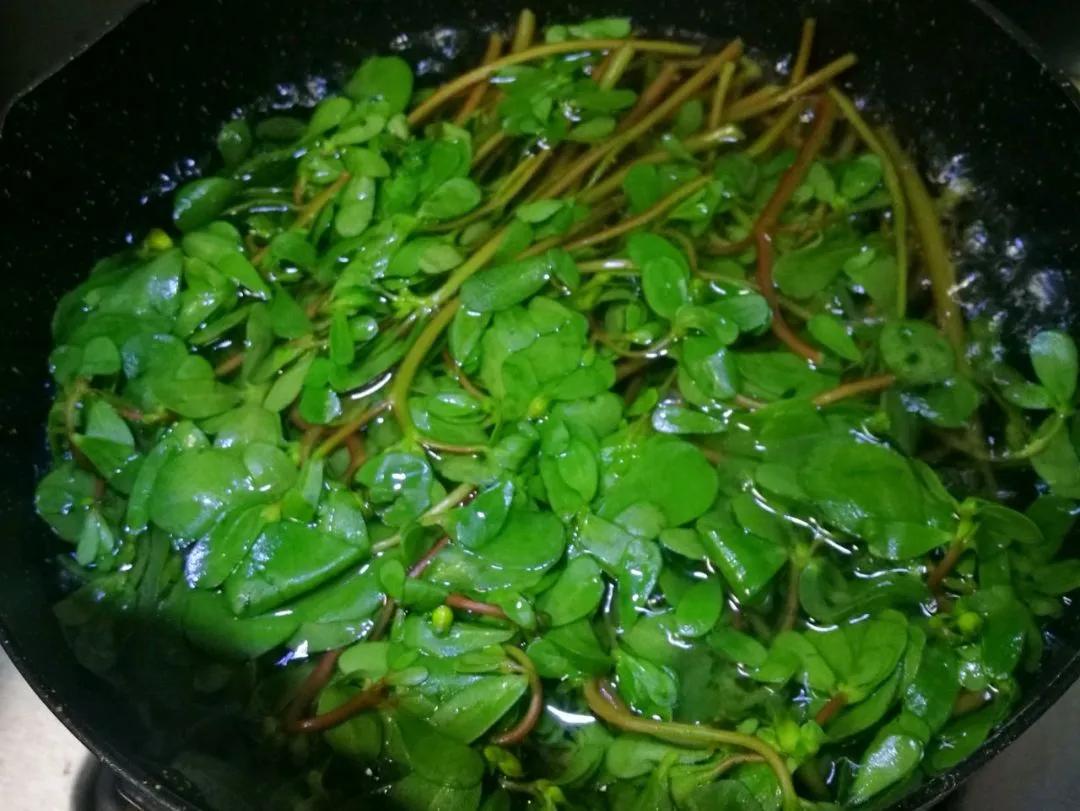 马齿苋是长寿菜你知道吗,马齿苋夏天