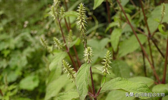 牛膝黄叶烂根的解决方法,在牛膝地撒施白灰能治牛膝烂根吗