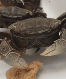 搞笑gif趣图妹子快现出原形吧,搞笑gif妹子你这发型挺别致