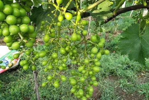 夏黑葡萄大小粒怎么解决,预防葡萄大小粒最好方法