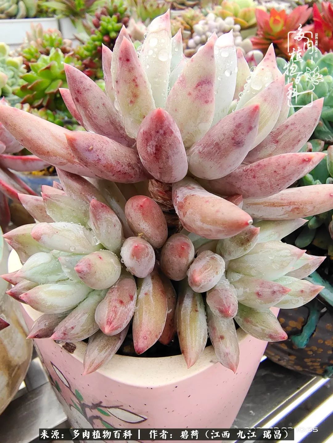 养了五年的多肉看到岁月的痕迹,经过一年春夏秋冬的轮回