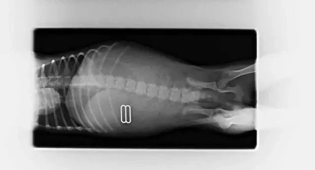 狗狗的肚子……其实是个“百宝箱”？