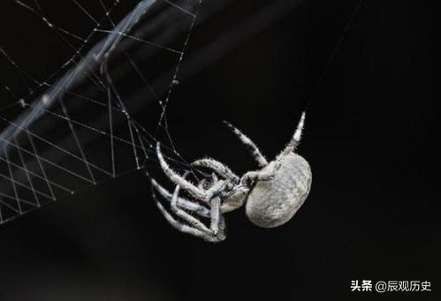 宅子出四喜最正确说法,俗语说的四喜是哪四喜