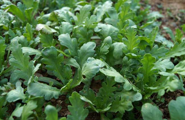 叶菜品类表,叶菜类一览表