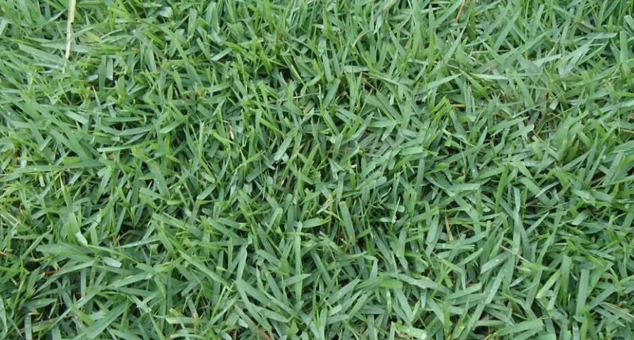 为什么没有马尼拉草籽,为什么马尼拉草坪比百慕大贵