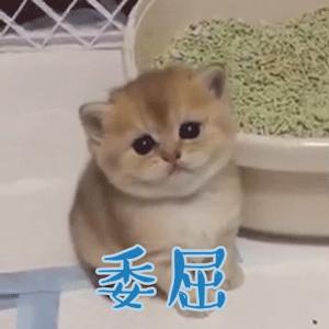 猫咪没有发情，为什么喜欢在家里乱尿？这7个原因很容易被忽视