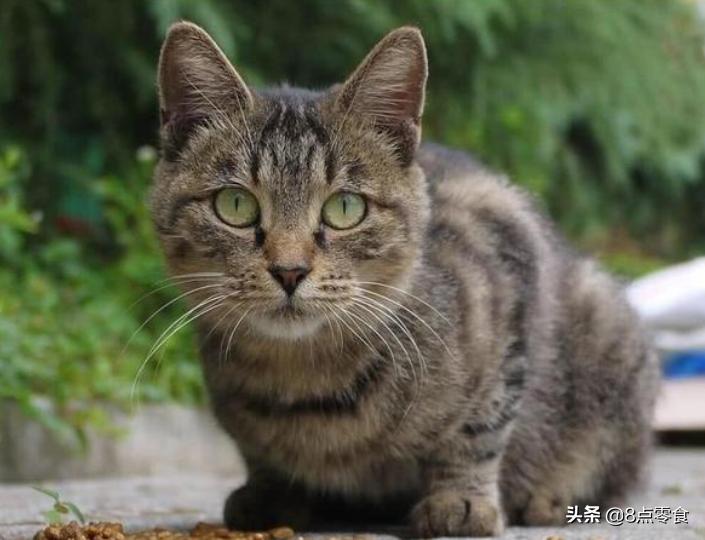 养猫的感悟总结,养猫心得100句