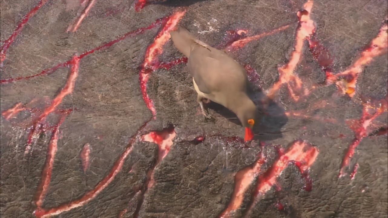 牛椋鸟是保护动物吗,牛椋鸟是好鸟吗