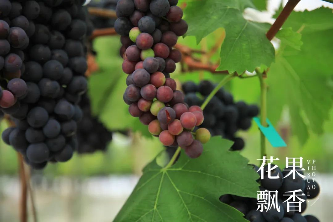 红的发黑的葡萄叫什么,25个早熟新品种葡萄解析