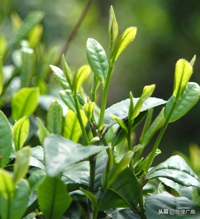 山东标志性美食图片,山东特色优质农产品目录