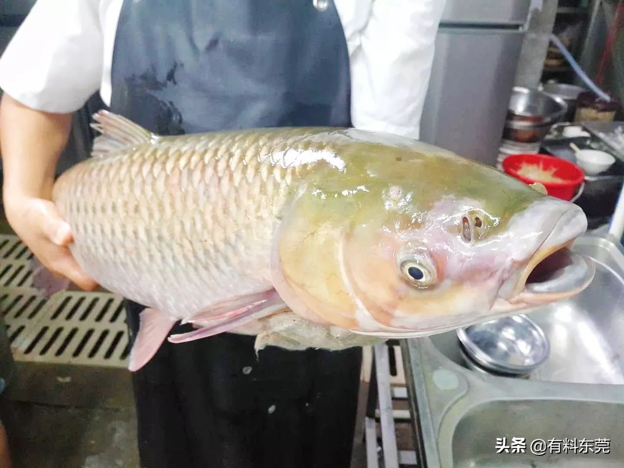 东莞某高校门口有间大排档，让你心甘情愿吃到怀孕!!